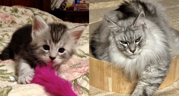 子猫時代と現在の比較写真