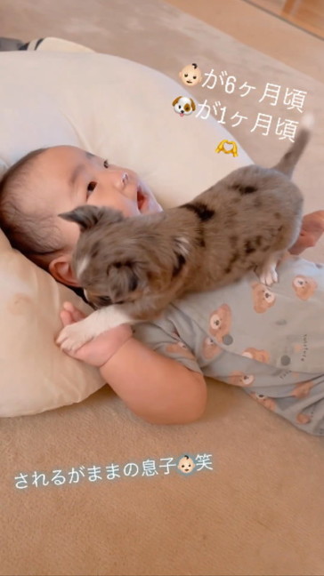 ちょっかいを出す子犬たち