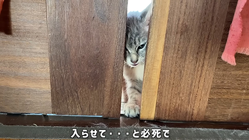 叫んでいた子猫