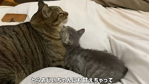 トラくんに甘えるふくちゃん
