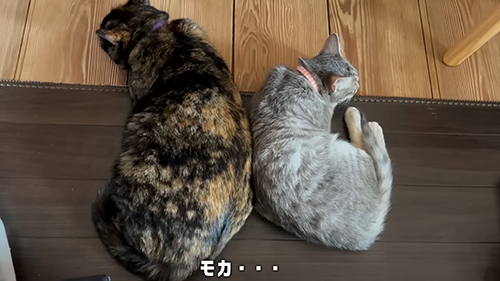 モカお姉ちゃんと