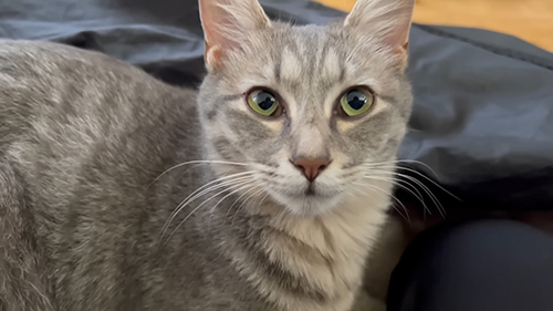 ふくちゃん顔アップ