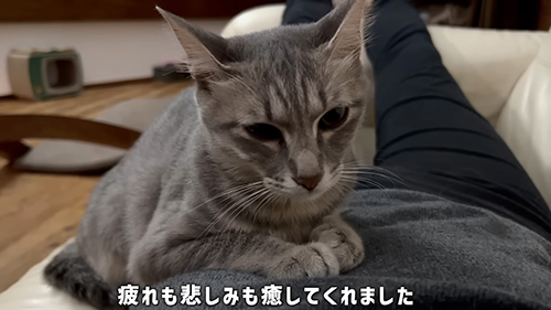 癒やしてくれました