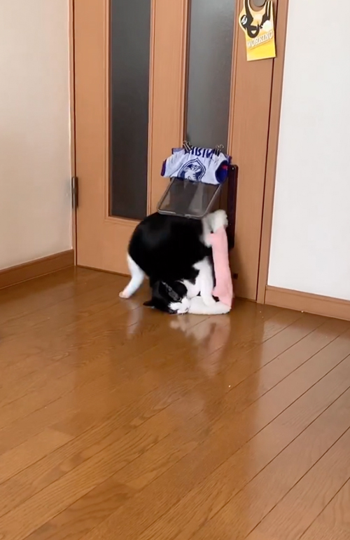 こける猫
