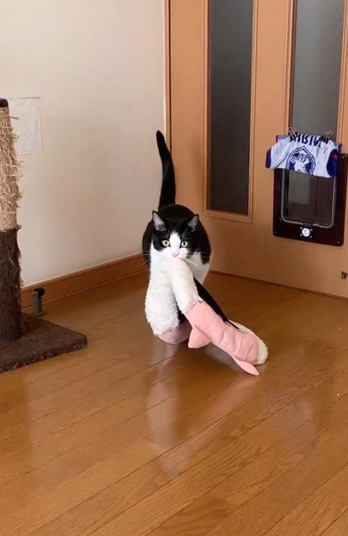 くぐってきた猫