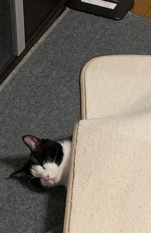 ホットカーペットの下で寝る猫