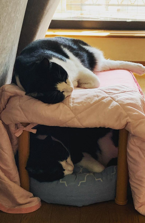 かえでくんともみじちゃん