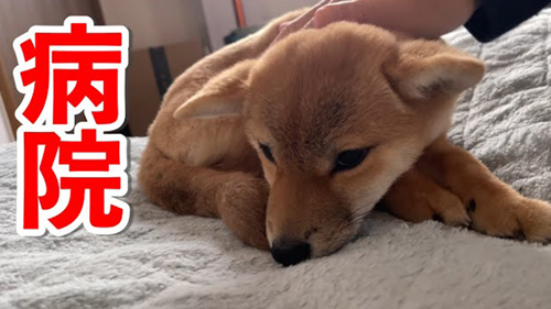 柴犬