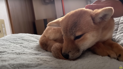 体調不良の柴犬を病院へ