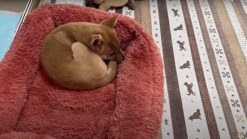 体調不良の柴犬を病院へ