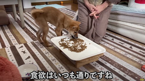 体調不良の柴犬を病院へ