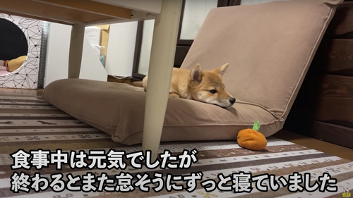 体調不良の柴犬を病院へ