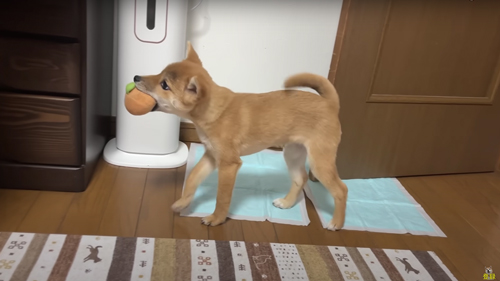 体調不良の柴犬を病院へ