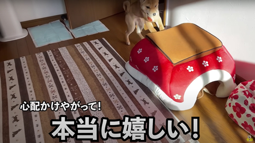 体調不良の柴犬を病院へ