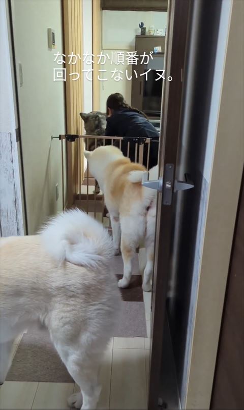 トラ柄ワンコがなでられてるのを見つめるワンコ1匹