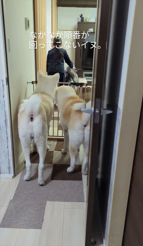 トラ柄ワンコがなでられてるのを見つめるワンコ2匹