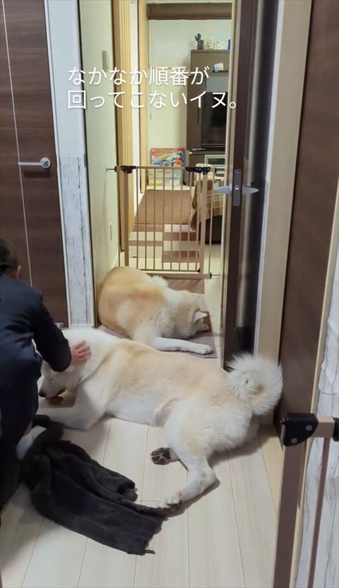 手前のワンコなでる娘さん