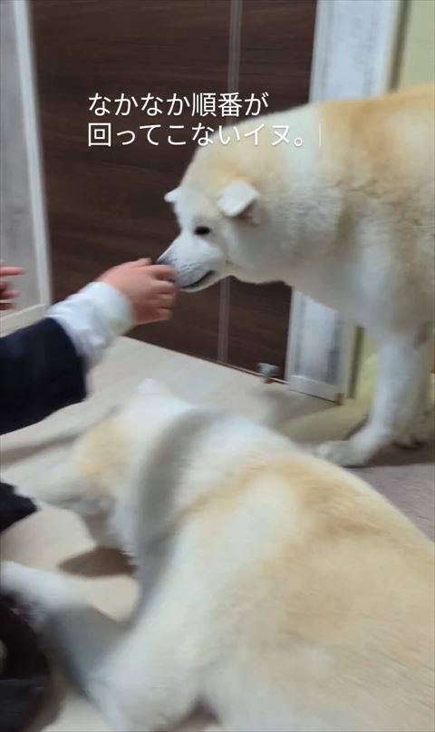 娘さんの両手の方に来るワンコ