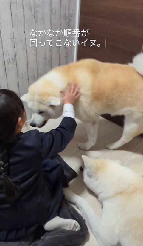 なでられてうれしそうなワンコ