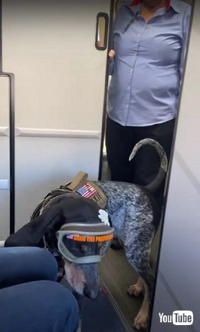 飼い主のところへ行く犬