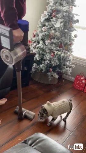 子犬を指導する大型犬