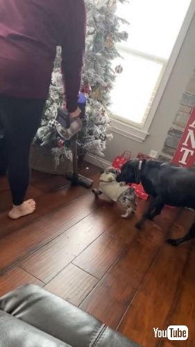 子犬を指導する大型犬