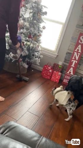 子犬を指導する大型犬