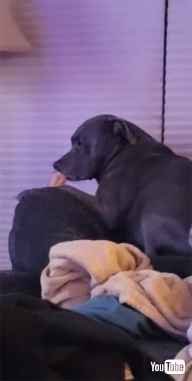 骨タイムを楽しむワンコ