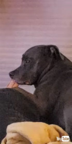 横目で見つめるワンコ