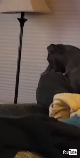 計画通りなワンコ