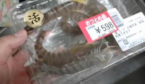 元気な車エビ