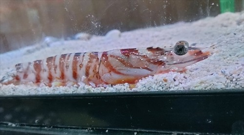 砂にもぐる車エビ