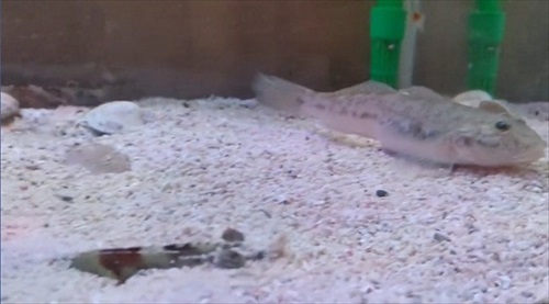 ハゼとカブトガニ