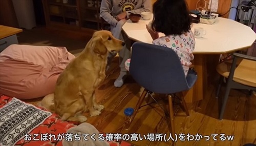 ゴールデンレトリバーとの暮らし