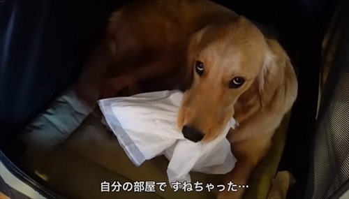 ゴールデンレトリバーとの暮らし