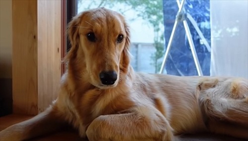 ゴールデンレトリバーとの暮らし