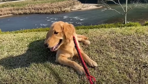 ゴールデンレトリバーとの暮らし