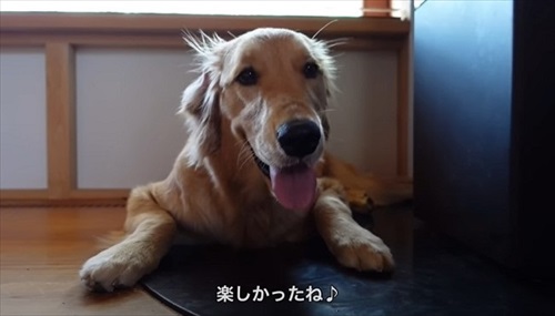 ゴールデンレトリバーとの暮らし