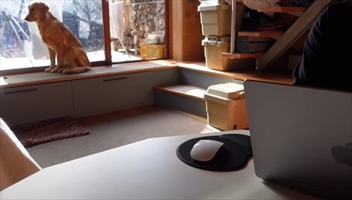 ゴールデンレトリバーとの暮らし