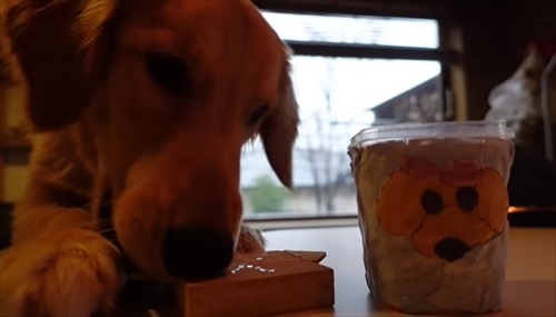 ゴールデンレトリバーとの暮らし