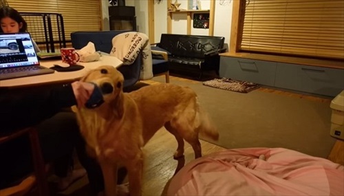 ゴールデンレトリバーとの暮らし