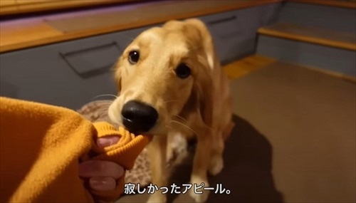 ゴールデンレトリバーとの暮らし