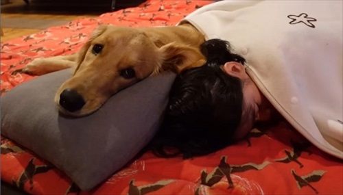 ゴールデンレトリバーとの暮らし