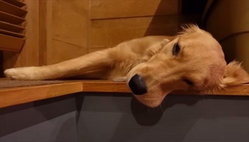 ゴールデンレトリバーとの暮らし