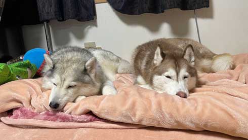 すやすや寝る犬2匹