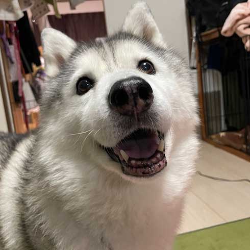 ハスキーシルビアの笑顔