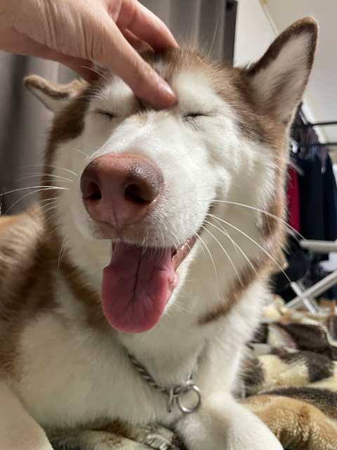 飼い主に甘えるハスキー