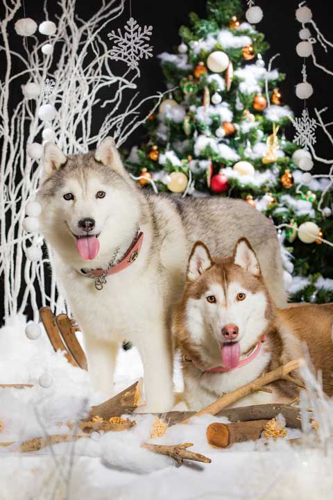 撮影会でのハスキーたち