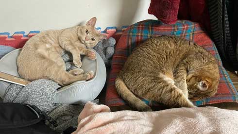 新入りのダニエル