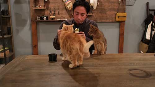 餅に集まる猫たち